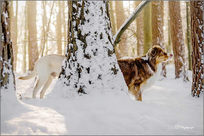 Labrador Rüde Hugo und Australian Shepherd Rüde Chilli im Schnee